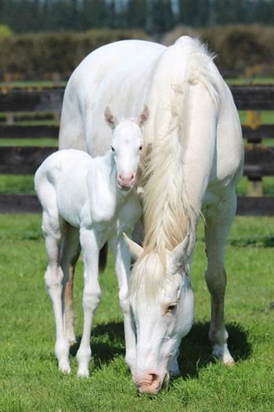 Pure white filly by Opera House #HighChaparral